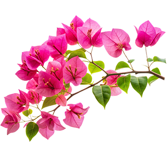 Διακοσμητικό στοιχείο βουκαμβίλια